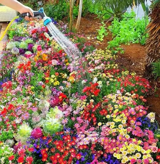 100 Varieties of Flower Seeds (Pack of 100)